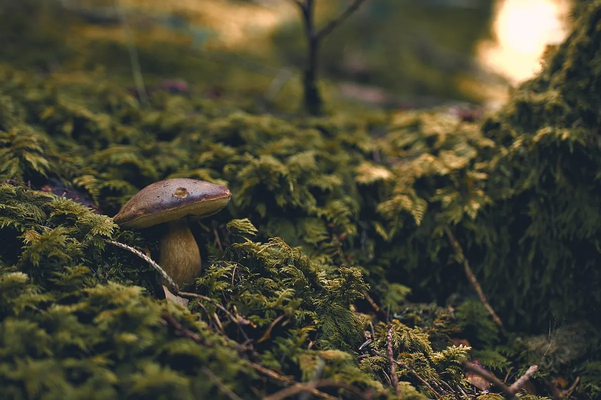 Best Moss Species for Shady UK Gardens Compared
