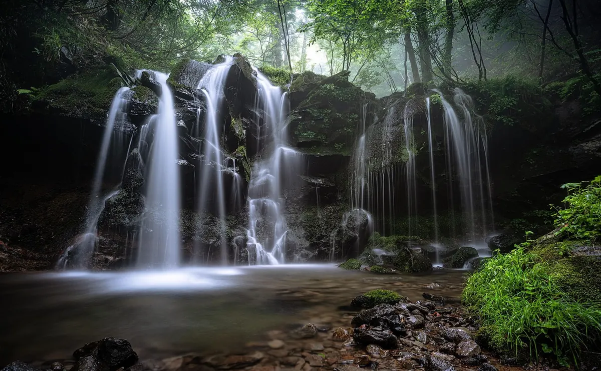 Growing Moss in the UK: A Beginner's Guide to Light, Water and Humidity