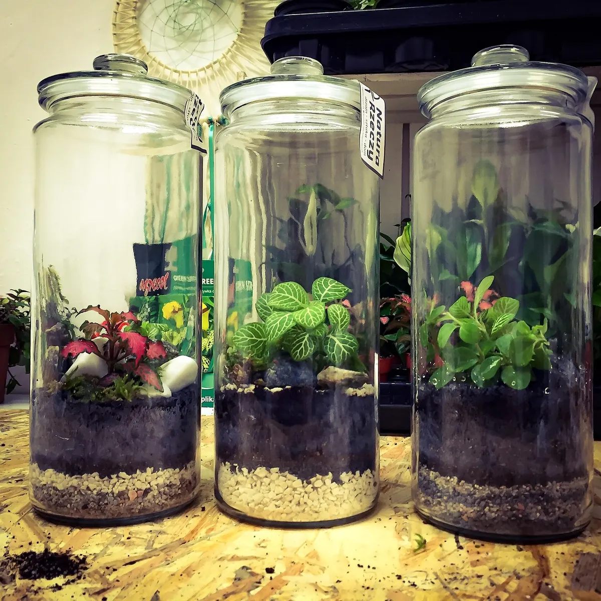 How to Build a Closed Moss Terrarium from Scratch