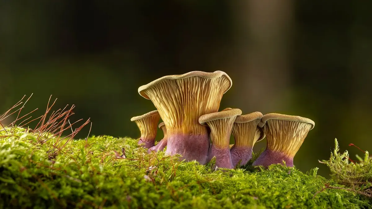 Peat-Free Substrates for Moss: What to Buy and What to Avoid
