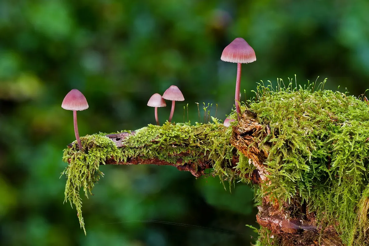 Sphagnum or Sheet Moss? Choosing the Right Moss for Your Terrarium