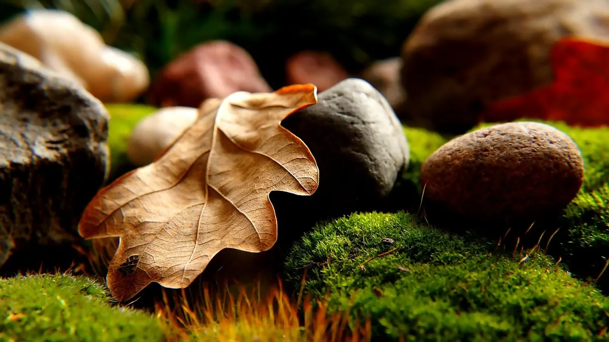 The British Moss Care Calendar: What to Do Each Season