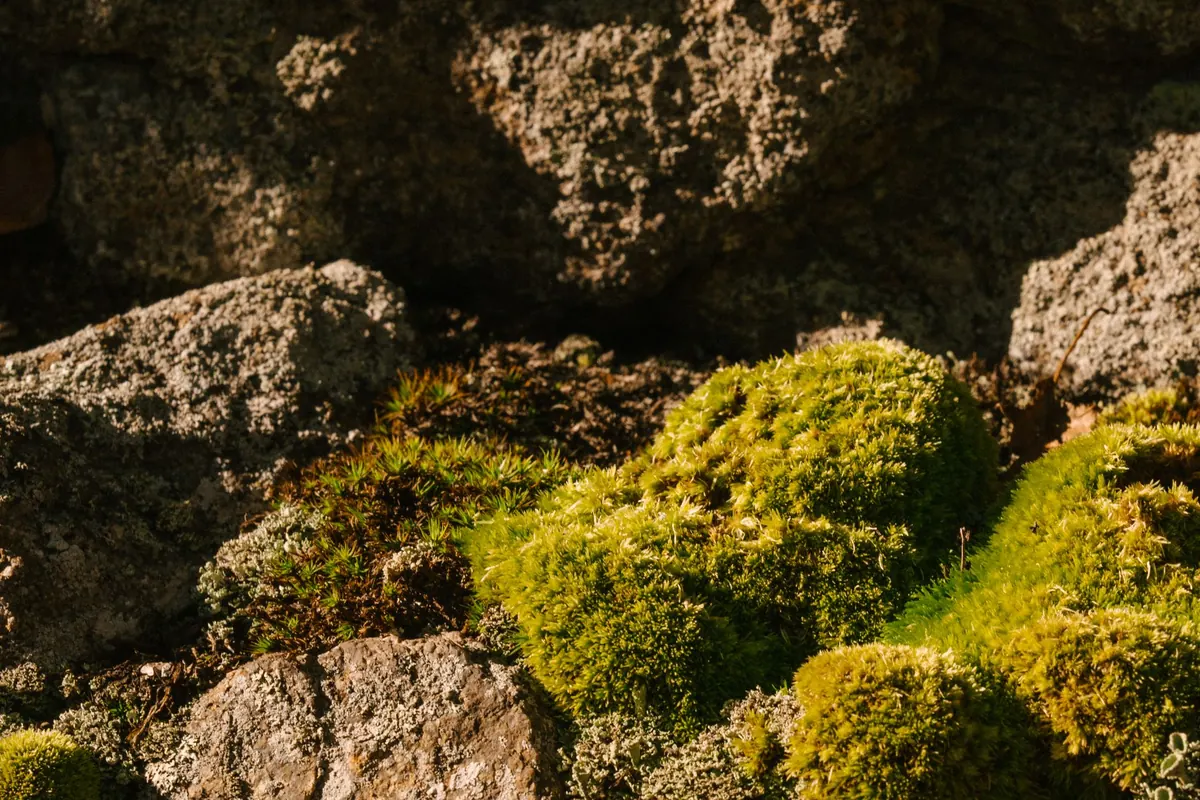 Why Is My Moss Turning Brown? Diagnosing the Five Most Common Causes